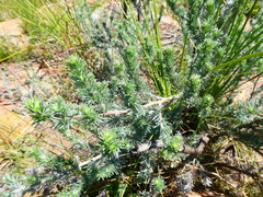 Aspalathus eustonbrownii