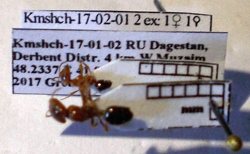 Rossomyrmex