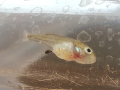 Micropterus dolomieu