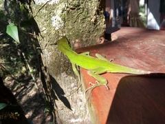 Enyalius