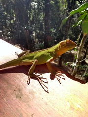 Enyalius