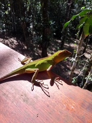Enyalius
