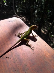 Enyalius