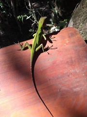 Enyalius