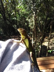 Enyalius