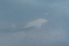 Menticirrhus undulatus