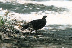 Tragopan caboti