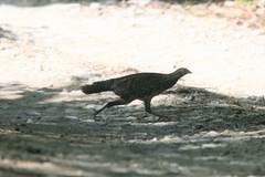 Tragopan caboti