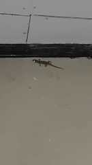 Hemidactylus platyurus
