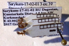 Strongylognathus rehbinderi