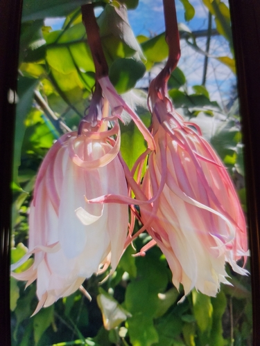 Epiphyllum oxypetalum