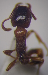 Strongylognathus rehbinderi