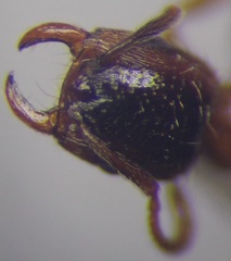 Strongylognathus rehbinderi