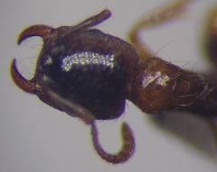 Strongylognathus rehbinderi