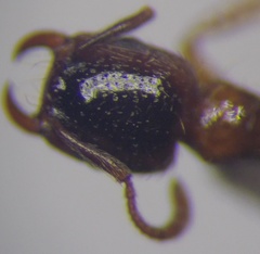 Strongylognathus rehbinderi