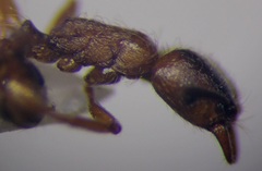 Strongylognathus rehbinderi