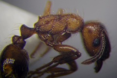 Strongylognathus rehbinderi