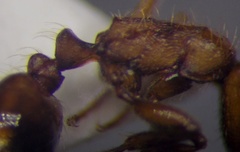 Strongylognathus rehbinderi