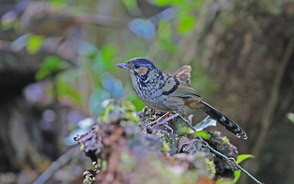 Chestnut-eared Laughingthrush photo