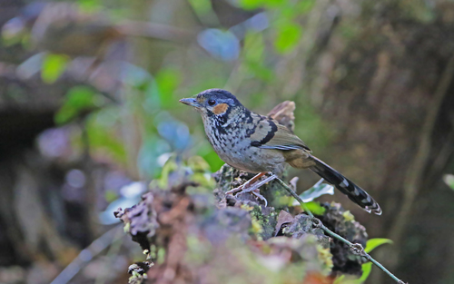 Ianthocincla konkakinhensis