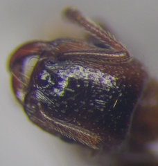 Strongylognathus rehbinderi