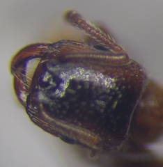 Strongylognathus rehbinderi