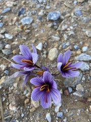 Crocus cartwrightianus