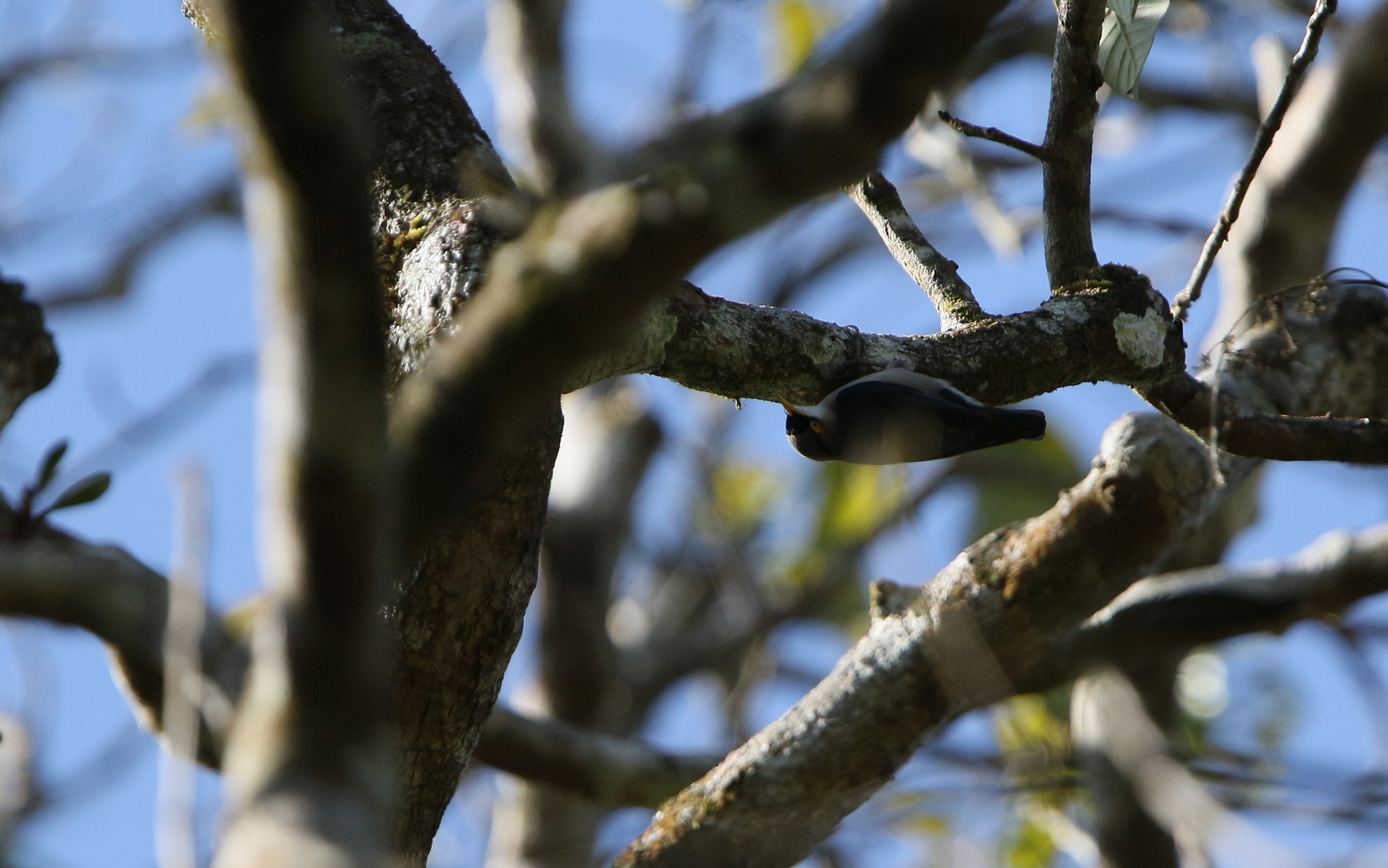 Yellow-billed Nuthatch