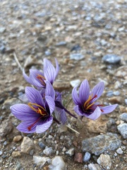 Crocus cartwrightianus