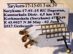 Strongylognathus rehbinderi