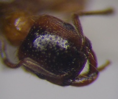 Strongylognathus rehbinderi