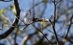 Aethopyga gouldiae