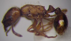 Strongylognathus rehbinderi