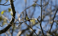 Aethopyga gouldiae