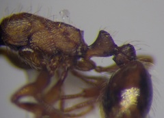 Strongylognathus rehbinderi