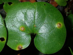 Puccinia asarina