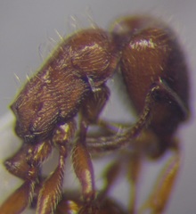 Strongylognathus rehbinderi