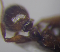 Strongylognathus rehbinderi