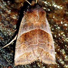 Eupsilia devia