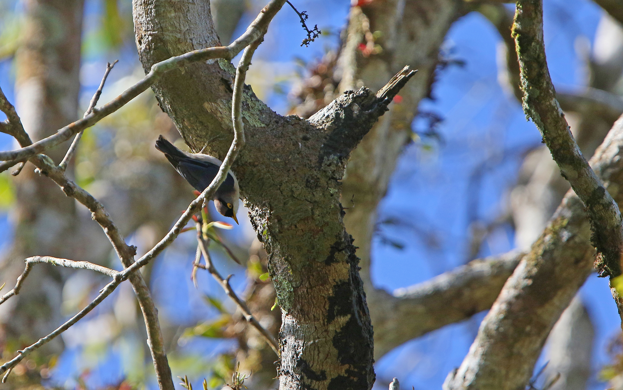 Yellow-billed Nuthatch
