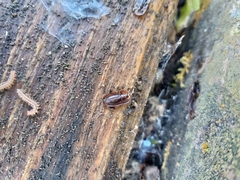 Cossyphus hoffmannseggi