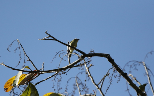 Vireo Alcaudón Frenticastaño (Pteruthius intermedius)