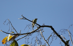 Pteruthius intermedius