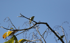 Pteruthius intermedius