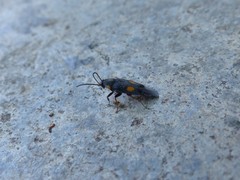 Euthyrrhapha pacifica