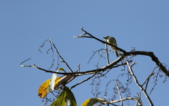 Pteruthius intermedius