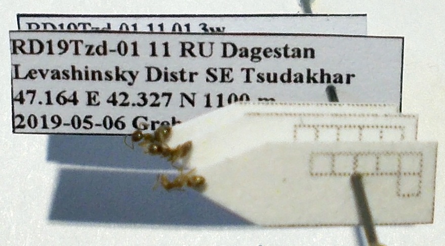 Tapinoma sinense