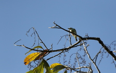Pteruthius intermedius