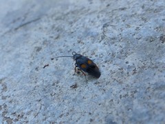 Euthyrrhapha pacifica