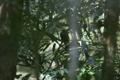 Black-hooded Laughingthrush (Garrulax milleti), photo 7